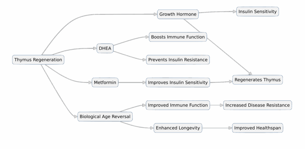Diagram: How Thymus Rejuvenation Reverses Immune Aging